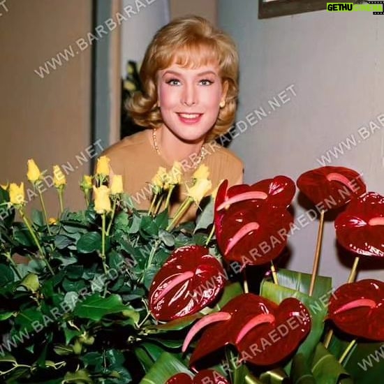 Barbara Eden - 3.3K Likes - Busy week! It's already Wednesday! Don't forget to stop and smell the flowers! -Barbara