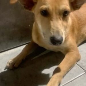 Betty Gofman Instagram - Oi Betty boa noite.
Desculpa pelo horário.
Tudo bem com você e suas princesas?
Apareceu esse lindo rapazinho aqui no meu predio. Brincou com as crianças e segundo o porteiro passou o dia subindo e descendo a rua.
Infelizmente eu não tenho como ficar com ele, estou com 3 idosos e minhas condições financeiras ainda não estão boas.
Ele é muito bonzinho, muito tranquilo.
Ja postamos no grupo do bairro, pra saber se o dono tá procurando.
Eu dexei ele na casa da minha vizinha que encontrou comigo ele no pátio. Mas ela também não tem como ficar. 👇👇👇👇👇👇👇👇👇 E assim termina o meu dia, depois de vários resgates, internações, ajudas a protetoras e etc.  Quem pode adotar esse menino? Quem pode dar lar temporário? Nós assumimos tudo. Consulta, exames, vacinas, vermífugo e castração. Mas precisamos de ajuda com lar temporário.
