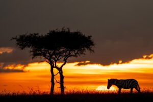 Beverly Joubert Instagram - It's difficult to capture the sheer magnitude and magnificence of a Kenyan sunset – a sky that burns with brushstrokes of red and orange silhouetting a lone tree or a passing zebra that accent the landscape infusing it with contrast and depth. Moments like this evoke awe and quiet reverence. They are a reminder of our connection to the natural world and all other living things. And as we marvel at Mother Nature's handiwork, we're compelled to think about the delicate balance of life and our role within it. Through this sense of wonder, we find inspiration to protect our planet for future generations.⁣
⁣
#sunset #wildlife #conservation