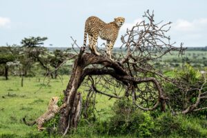 Beverly Joubert Instagram - 'Wait for me!' Almost every moment in a young cheetah's life is an opportunity to learn and sharpen the skills that will one day be so vital to its survival. After watching his mother scale the gnarled trunk of a fallen tree, this youngster was determined to follow suit. For mom, the climb is more than just a game. From a higher outlook she can scour her surroundings for potential meals or shady spots in which to rest safely during the heat of the day. These are things her cub will learn at a later stage – for now, his quest is simply to mimic her ascent and get to the top.⁣
⁣⁣
#cheetah #wildlife