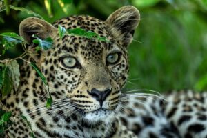 Beverly Joubert Instagram - Concealed in the undergrowth, this leopard took a brief moment to relax, her eyes and ears intensely tuned to the possibility of approaching danger. Leopards lead mostly solitary lives, typically dictated by food, courtship and the harsh demands of survival. Secretive and shy, it's a life lived out largely beyond the reach of human eyes. Yet, despite their elusive nature, resilience and adaptability, leopards are still threatened by habitat loss and conflict with humans. Their populations have diminished by about 30% in the last two decades and they are now extinct in many territories they once called home.

#wildlife #leopard
