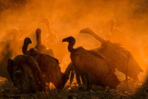 Beverly Joubert Instagram - Ugly, evil, menacing, rapacious – vultures are often on the receiving end of unfair and inaccurate labels. In truth, these birds are an essential part of a healthy ecosystem. Their association with death and their affinity for carrion should not be vilified, but rather celebrated – without vultures and other scavengers, savannahs might be strewn with disease-riddled carcasses and those harmful pathogens pose a risk to everything from rodents to humans. This #VultureAwarenessDay, take a moment to appreciate these incredible birds and the crucial role they play in keeping environments healthy.⁣
⁣⁣⁣
#vultures #VultureDay #InternationalVultureDay #wildlife