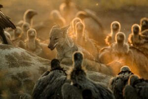Beverly Joubert Instagram - Ugly, evil, menacing, rapacious – vultures are often on the receiving end of unfair and inaccurate labels. In truth, these birds are an essential part of a healthy ecosystem. Their association with death and their affinity for carrion should not be vilified, but rather celebrated – without vultures and other scavengers, savannahs might be strewn with disease-riddled carcasses and those harmful pathogens pose a risk to everything from rodents to humans. This #VultureAwarenessDay, take a moment to appreciate these incredible birds and the crucial role they play in keeping environments healthy.⁣
⁣⁣⁣
#vultures #VultureDay #InternationalVultureDay #wildlife