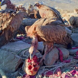 Carla Valentine Instagram - Today (Sep 7th) is International Vulture Awareness Day and it's a subject close to my heart. I'm sure it's obvious that I'd have a soft-spot for the carrion feeders of the world: vultures, hyenas, maggots etc who can only sustain themselves by feeding on the flesh of the dead. They're misunderstood, often ugly and overlooked - but profoundly necessary to our 'circle of life'. If it wasn't for these maligned creatures we'd be knee-deep in corpses, and the work they do ensures the fertilisation of our soil and the capacity for new growth; new life. My husband adopted me a vulture called Cassius very early on in our relationship (he's at the @hawkconservancy trust in Andover) and we see him often, on our drives to Cornwall and Devon. This is an image of a Tibetan Sky Burial  from Asian Geographic, illustrating the practice of leaving the dead out in a specific location to be consumed by vultures and - in a natural way - be returned to the earth. So many cultures have different methods of what we call 'disposal of the dead' and while Sky Burial may seem abhorrent to some, imagine what they think of ours. Some cultures used to consume the hearts of their dead in a reverential ceremony, to take in the spirit of the one who'd passed, and would wonder why we afford our decedents the travesty of pumping them full of chemicals, locking them in a box and dumping them in the ground. Its often said that "in death we're truly equal" but there have been,  and still are, many ways for the privileged to illustrate that isn't the case, whether it's paying for 'mort-safes' during the body snatching frenzy of the 19th Century or interring members of prominent families in marble mausoleums. Whatever a person wants for their final repose I think it's their choice entirely, and we should make a point of understanding all the options out there with no judgement, and especially look on carrion feeders as the misunderstood little heroes they are 💀 (PS get your kids into this concept early by purchasing 'The Ugly Five' by Julia Donaldson)
#vulture #vultureawarenessday #vultures #skyburial #carrion #carrionfeeders #internationalvultureawarenessday