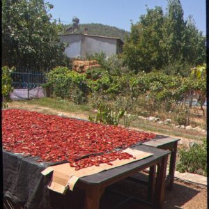 Ceren Moray Instagram - Fonda katliam yasası, yanımda harika insanlar, yolda mücadele derken pata küte geçti içimden yine @ekobelgesel . Galiba bu sezon nezaketi bir kenara bırakıp, olağanüstü bişey yaptığımız gerçeğini esas alacağım. Bırakın vursun geçsin sizi de bu yol, korkmayın “karanlık ay aman”lardan. Yol bazen yol olduğu bilgisiyle sadecedir de. Kirazlı köyündeki arkadaşlarıma selam, Ekim’de @blutv ‘de görüşürüz