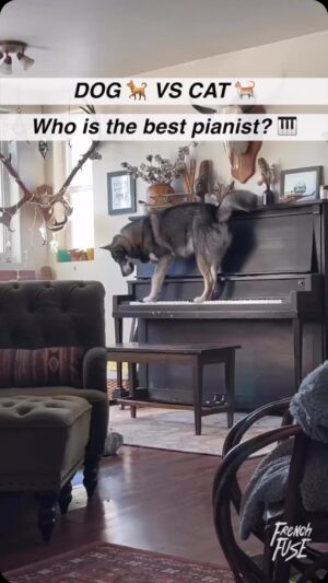 Christine Elise Instagram - Repost from @frenchfusemusic
•
Dog vs Cat 🎹
Who’s the best piano player? 😁

Dog: @helixandchief