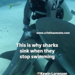 Cristina Zenato Instagram - If sharks stop swimming, they sink.
All species are slightly negative in weight, which means they sink.
Regular bony fish have a buoyancy system known as a swim bladder. Fish can regulate the amount of gas, usually oxygen, injected into the chamber through a combination of the circulatory system and other combined actions and deflate it when needed. That's why we can observe fish floating in stationary positions and are able to move back and forth, up and down, without swimming.
Sharks compensate for their lack of a swimming bladder and tendency to sink with their livers. These contain large amounts of oil that is less dense than seawater and provide them with some buoyancy, yet not enough to keep them afloat.
Some scientists believe that certain shark species, known as 'obligate ram ventilators' such as the great white, mako, and great hammerhead, have unique sleeping habits. These sharks may sleep with half their brain active, or position themselves to face ocean currents. Even while resting, their eyes remain open, and their pupils continue to monitor the motion of creatures swimming around them.
Sharks that possess 'buccal pumping, a method of pumping water through their gills, are able to rest on the ocean floor, under coral heads, or on rock outcroppings, thanks to this unique adaptation.
Video of Liz, Caribbean Reef shark, sinking into my lap as she stops swimming by @kewinlorenzen 
@isotta_underwater_housings @neptunic_com @waterproofinternational @diveshearwater