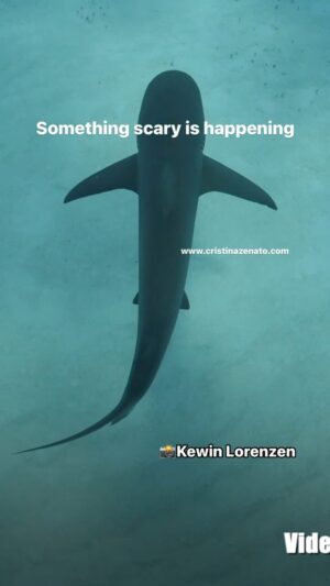 Cristina Zenato Instagram - There is a scary trend going on about sharks. It’s the uneducated and incorrect opinion that there are too many sharks, that they need regulation and culling, and that humans should be the ones completing this task.
It’s crucial to address the widespread misconception about shark populations also has the potential to lead us down a dangerous path. Unfortunately, some of these circles hold the power to influence rules and regulations, often for their own benefit, rather than for the well-being of sharks or the ocean.
Perhaps the first thing that requires regulation is “thousands of fishing boat charters.” We should have fewer fishing boat charters, fewer humans harvesting from the ocean at once, and less consumerism. 
If we had fewer humans in shark territory, fishing what belongs to the sharks by right, we would have more fish and fewer encounters.
Scientific evidence is clear: shark populations are in a state of crisis. The IUCN red list, a reliable source, lists as much as 37% of sharks and rays as at risk of extinction. And this is based on monitoring only 28% of the different species and populations. These numbers cannot be ignored, and they underscore the urgent need for conservation efforts. 
Sharks have been on this planet for 450 million years, humans of our species for 150.000 years; we took to fishing 40,000 years ago. I do not see how humans can be responsible for regulating such a long-term being who has survived 5 mass extinctions. The only regulations we end up doing are the ones that involve us. We cause the transfer of invasive species; then we assert ourselves as the saviors by eliminating said species; we cause the overfishing of other species; then we set up quotas and limits on how much we can take, not because it is too much, but because there isn’t enough.
The concept that we, as a dominating species, have the right to do whatever we wish with the rest of the planet is an ill and incorrect one. It’s the same one that has brought us to the situation we are in now, and it needs to change if we want to save not the planet but ourselves because, ultimately, the planet, without us, will do much better.
Video by @kewinlorenzen