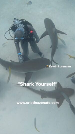 Cristina Zenato Instagram - If I could ever freeze a moment, it’s not about my first experience with the sharks, but every time one of my divers experiences them for the first time. 
The shark experience and course provide a unique “shark yourself” immersion.
These encounters are truly unique, always and only conducted one-on-one. You’ll be part of an exclusive experience with a group of Caribbean Reef sharks, wearing the correct protection and using techniques I have been using and adapted for the last 30 years.
They allow the dream of coming in close contact with a shark to come true, to meet a special group of ladies (yes, they are all females) and interact with them in a way I would never encourage or allow in other settings, but these.
These encounters are transformative. They change our perceptions of sharks, revealing their unique aspects, including individual personalities, preferences, and characters. They show us that one size does not fit all and create new ambassadors and voices to speak on behalf of the sharks.
It’s crucial to remember that we should not lump sharks under one word. Each species and individual within a species is uniquely different, and there will never be one answer to a generalized question.
For more information about the shark experience and course, visit our website or contact us directly. We look forward to sharing this unique experience.
Link in bio 
Video by @kewinlorenzen Student @ingrid.martinson from @owuss_ 
@isotta_underwater_housings @neptunic_com