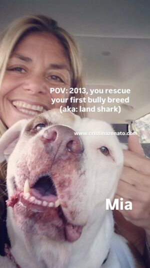 Cristina Zenato Instagram - In 2013, Mia showed up at my door and asked to come in; that moment started a transformative journey that would change my life and the lives of many animals. 
I became more aware of the dire situation of bully breeds, how maligned they are, the issues with dogs and rescues on the island and other places, the displaced, the abandoned, the abused, used, and discarded.
In three years, I would end up with three dogs: two bully breeds and one giant rottweiler mix, black like the darkest of cave tunnels. These are another kind of dog maligned because of fur color.
After Mia’s passing, we would still end up with three, two black, and one bully breed. In between, @kewinlorenzen and I would start rescuing dogs as we found them. I jokingly remember many of them being in the most inopportune moments, from holidays or weekends when the shelter is closed and we kept them on our balcony until the shelter opened again to being nicely dressed for dinner and having the incorrect shoes on to making us late to a boat or picking up a guest. No matter what, we stop and try to rescue them. 
There are successful stories, stories of loss, stories that break my heart, and some that put a smile on my face; the fact is, these dogs are cutely yet aptly named land sharks because of the incorrect perception about their breed, attitude, and the stigma that bad owners, not bad dogs, have given them. 
I believe it’s not a coincidence that after obtaining the full protection of sharks in The Bahamas in 2011, a cause I was deeply involved in, I would expand the efforts to other animals so inaccurately portrayed by the media and so maligned against. Just as we worked to change the negative perception of sharks, we are now working to do the same for these misunderstood dogs, advocating for their rescue and protection.