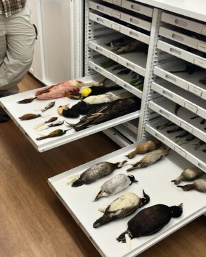 Daron Nefcy Instagram - I am forever delighted by looking through drawers of dead birds #moorelabofzoology ! Thanks for the invite! 🐦 🦆 🦜 @mlzbirds
