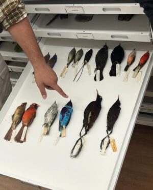 Daron Nefcy Instagram - I am forever delighted by looking through drawers of dead birds #moorelabofzoology ! Thanks for the invite! 🐦 🦆 🦜 @mlzbirds