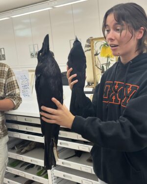 Daron Nefcy Instagram - I am forever delighted by looking through drawers of dead birds #moorelabofzoology ! Thanks for the invite! 🐦 🦆 🦜 @mlzbirds
