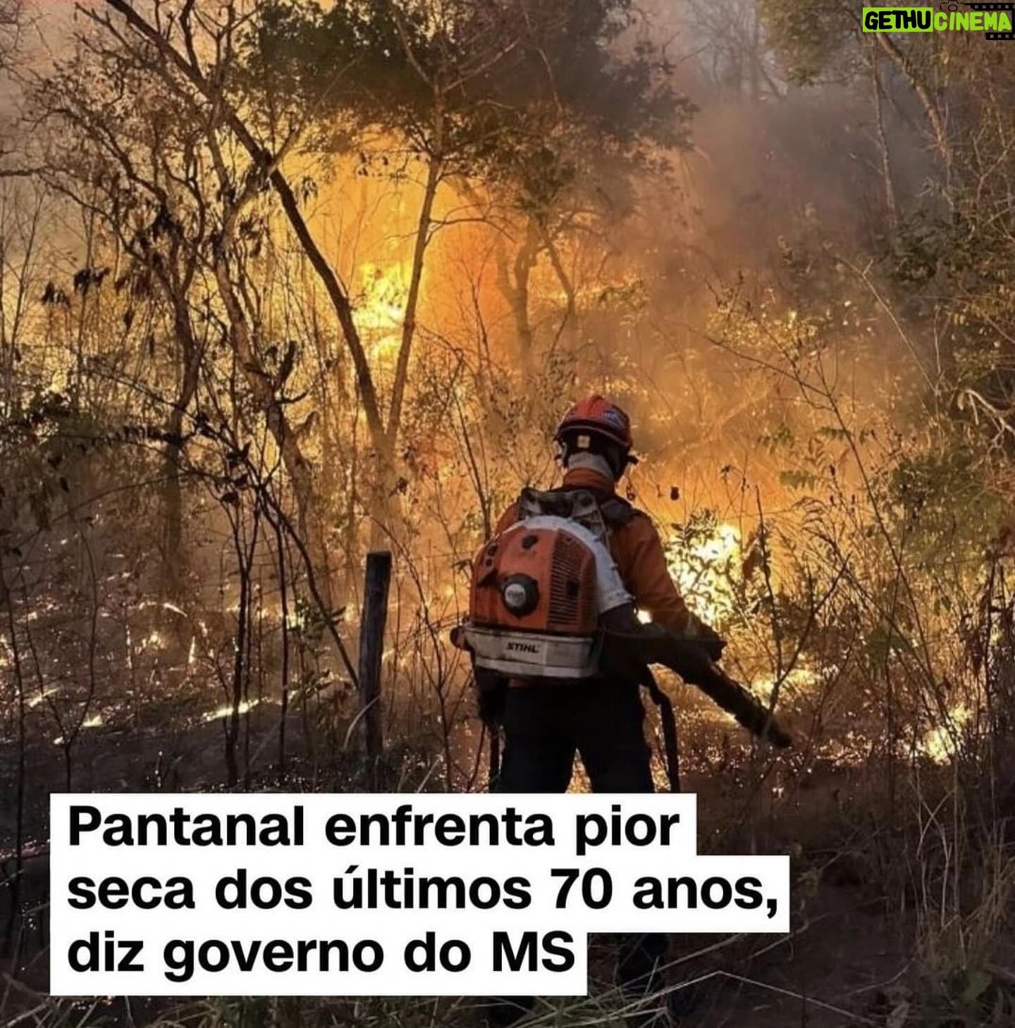 Débora Falabella - 13.7K Likes - #Repost @pauli_chamorro
・・・
Quase não tenho mais palavras.
A entrevista de Carlos Nobre, um dos principais climatologistas do mundo, ao dizer que “estou apavorado, ninguém previa isso. É muito rapido”. Fogo no Xingu, previsões do fim do Pantanal até 2050, seca sem precedentes no Brasil inteiro, pessoas isoladas pela seca dos rios, animais morrendo queimados, cidades intoxicadas.
O Oceano no Planeta inteiro aquecendo. Sabe o que significa? Aumento de secas e mais eventos extremos e mais fortes.
Muitas vozes no podcast nos explicam isso. Recomendo para quem.quiser entender como chegamos aqui.
@vozesdoplaneta.podcast
As artes são de @kitlayfield feitas na época da pandemia. E me impressionaram tanto.