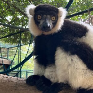 Funda Güray Instagram - Alpaka bestiemle her hafta düzenli buluşuruz diğerleri de çaya mutlaka uğrar 🫠🦙 

#animal #zoophotography #zoo #naturallife