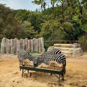 Funda Güray Instagram - Alpaka bestiemle her hafta düzenli buluşuruz diğerleri de çaya mutlaka uğrar 🫠🦙 

#animal #zoophotography #zoo #naturallife
