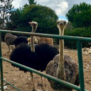 Funda Güray Instagram - Alpaka bestiemle her hafta düzenli buluşuruz diğerleri de çaya mutlaka uğrar 🫠🦙 

#animal #zoophotography #zoo #naturallife
