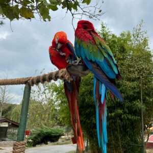 Funda Güray Instagram - Alpaka bestiemle her hafta düzenli buluşuruz diğerleri de çaya mutlaka uğrar 🫠🦙 

#animal #zoophotography #zoo #naturallife