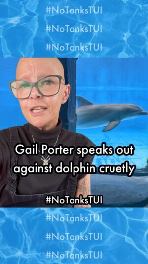 Gail Porter Instagram - A massive thank you @iamgailporter for supporting our #NoTanksTUI campaign and using your voice to speak up for dolphins. We’re so grateful to have you on board helping to raise awareness about the importance of keeping these intelligent creatures in the wild where they belong. Together, we can make a difference! 🌊🐬 

Visit bit.ly/GP_TUI to sign @world_animal_protection_uk’s petition