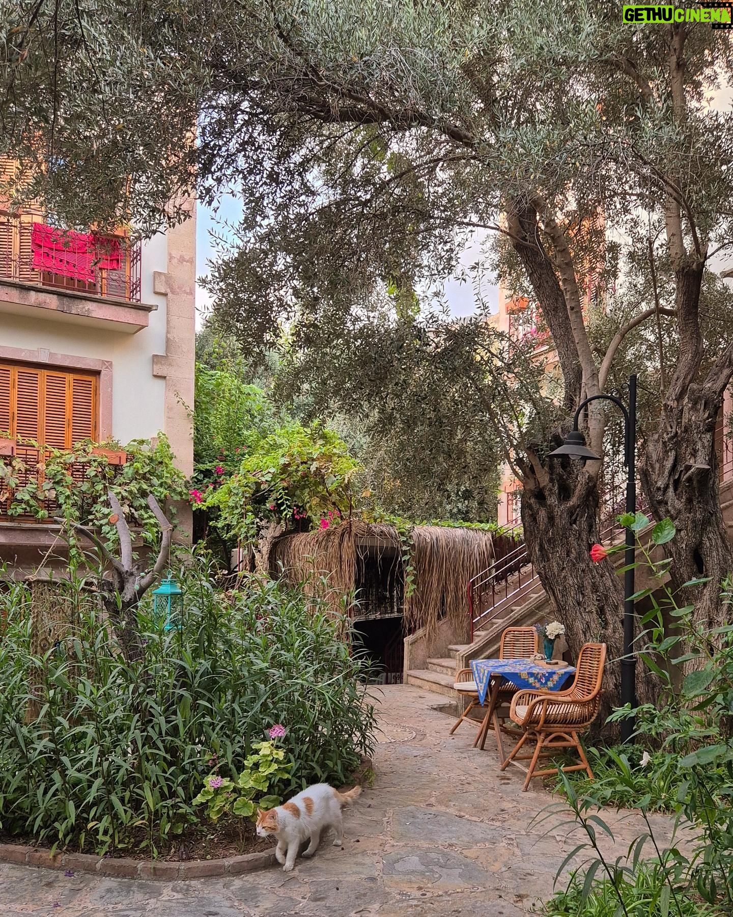 Goncagül Sunar - 3.4K Likes - Son yazlıklar 🌻✨️Toscana 😉
