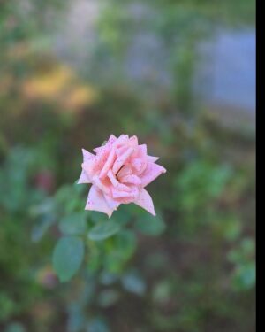 Goncagül Sunar Instagram - Yoruldum çirkinlik ve kötülükten..güzel şık berrak detayların huzuruna ihtiyaç var