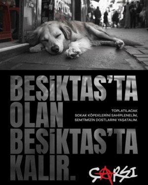 Hilal Saral Instagram - Beşiktaş’ta olan Beşiktaş’ta Kalır !!!