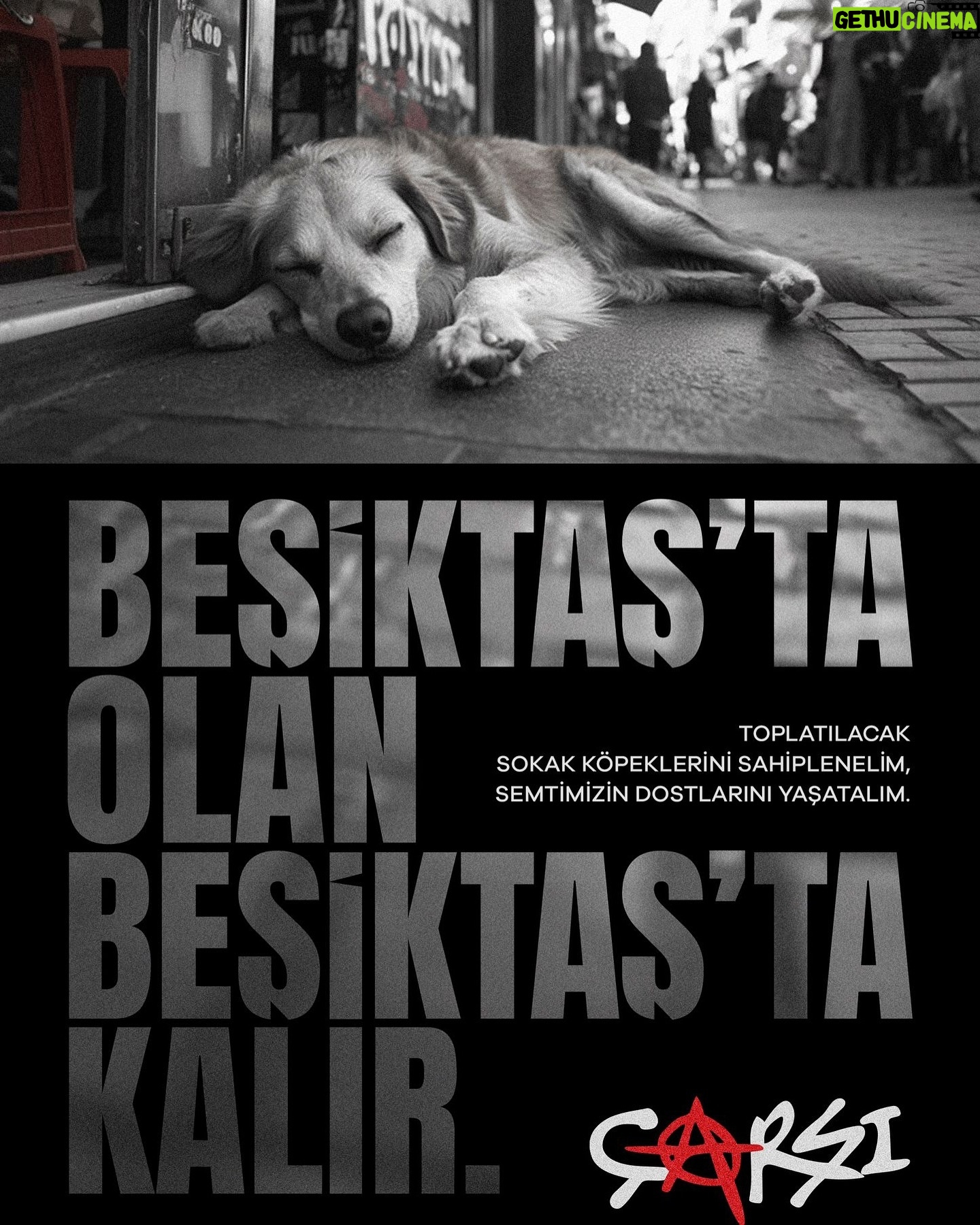 Hilal Saral - 16.8K Likes - Beşiktaş’ta olan Beşiktaş’ta Kalır !!!