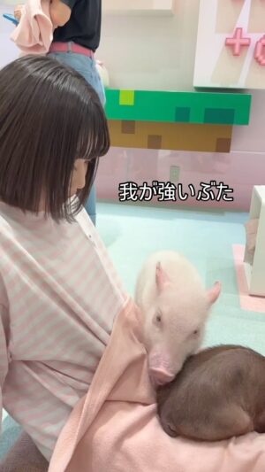 Hina Koyama Instagram - このぶたちゃんたち飼えるらしくて本気で悩んだ