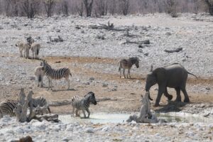 Jess Impiazzi Instagram - The world is full of spectacular places 🌍 
This is day 1 at Etosha national park safari in Namibia! And just look at what we got to see! 🦁🇳🇦🐘