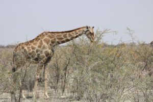 Jess Impiazzi Instagram - The world is full of spectacular places 🌍 
This is day 1 at Etosha national park safari in Namibia! And just look at what we got to see! 🦁🇳🇦🐘