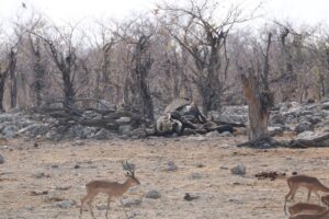 Jess Impiazzi Instagram - The world is full of spectacular places 🌍 
This is day 1 at Etosha national park safari in Namibia! And just look at what we got to see! 🦁🇳🇦🐘