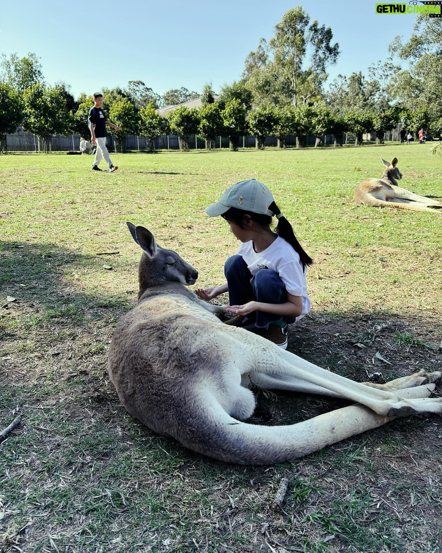 Jian Man-shu - 3.4K Likes - 🦘🦘🦘
on our summer vacation
#brisbane #lonepine #kangaroo #wallaby #202408