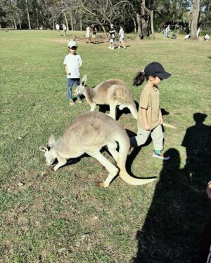 Jian Man-shu Instagram - 🦘🦘🦘
on our summer vacation 
#brisbane  #lonepine #kangaroo #wallaby #202408