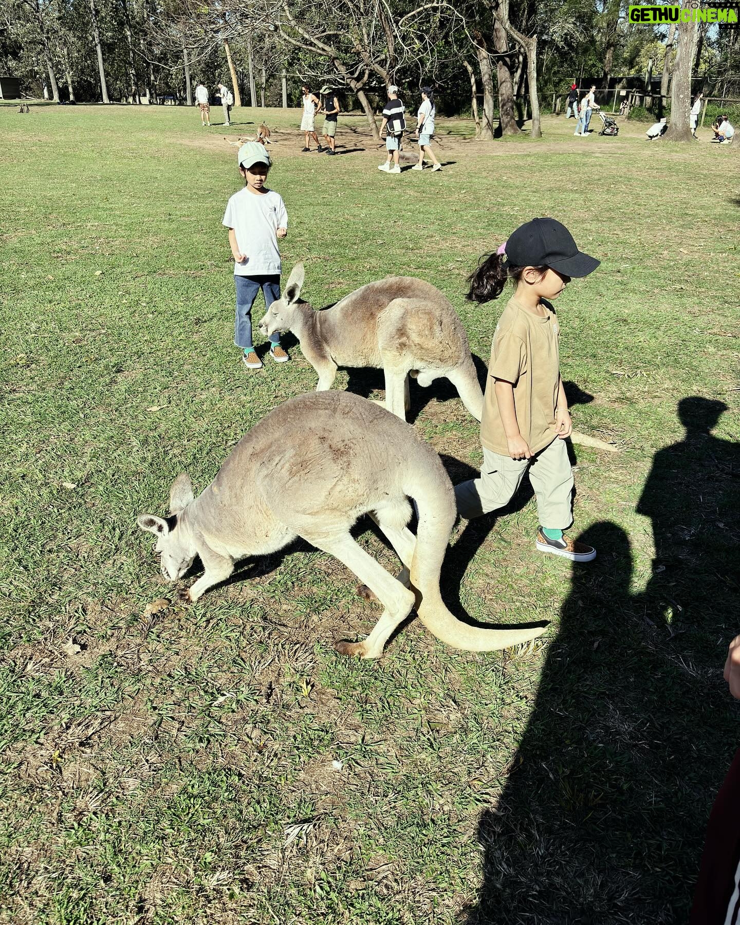Jian Man-shu - 3.4K Likes - 🦘🦘🦘
on our summer vacation
#brisbane #lonepine #kangaroo #wallaby #202408