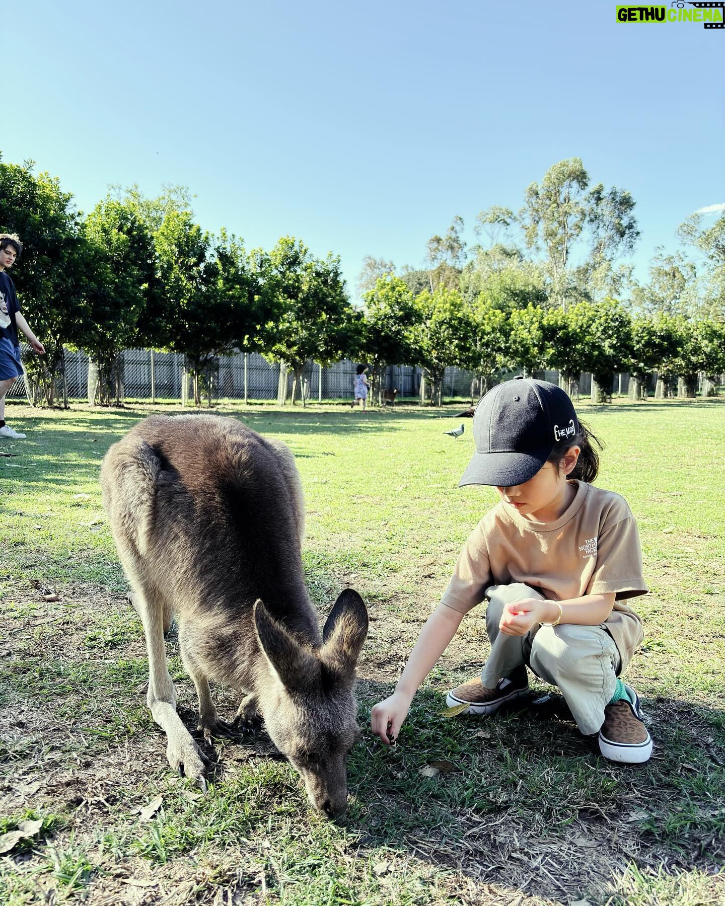 Jian Man-shu - 3.4K Likes - 🦘🦘🦘
on our summer vacation
#brisbane #lonepine #kangaroo #wallaby #202408