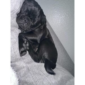 Joanne Wood Instagram - Been a year since my little Dennis the menace aka Raider came in to my life to shake things up! I Love him so much, he’s 99% good but oooooo that 1% …or is it the other way around?! Who cares he has a face that butter wouldn’t melt!😂😇😘 #puglife #raider #dennisthemenace #dababy #prideandjoy