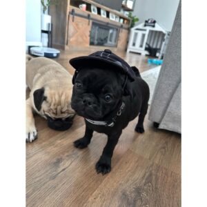 Joanne Wood Instagram - Been a year since my little Dennis the menace aka Raider came in to my life to shake things up! I Love him so much, he’s 99% good but oooooo that 1% …or is it the other way around?! Who cares he has a face that butter wouldn’t melt!😂😇😘 #puglife #raider #dennisthemenace #dababy #prideandjoy