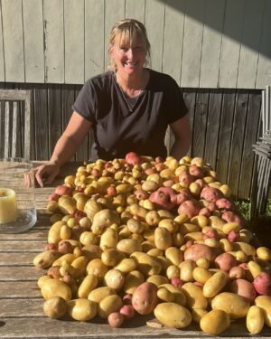 Johanna Griggs Instagram - Pretty happy with that #hugginshill potato haul. Reckon even @cfassnidge would approve. 😂Loads of sweet potatoes too. They are drying in my beekeeping hut to allow their starch to turn sweet. I have heaps more s/p and brassicas to collect tomorrow. Plus loads of other veggies. It’s a fun weekend to play in my veggie garden after neglecting it for several weeks. I’m definitely playing catch up, and I need to start getting many of my beds ready for seedlings again. But @sweeetsy is up visiting for the weekend so I’m torn between hanging and chatting with him and @toddyhuggins, trying to win a point off Jess in tennis, and doing my veggie garden chores! The struggle is real. 😂😂😂 But wherever I am, I can’t put down my copy of #sofra by @sundaykitchenau It’s just such a beautiful read, and I can’t wait to use all this produce making so many of the recipes. You are so clever Sivine and Karima ❤️❤️❤️@toddyhuggins #hugginshill @bhgaus