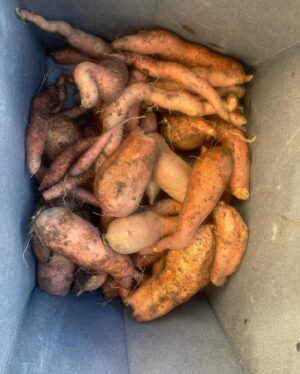 Johanna Griggs Instagram - Pretty happy with that #hugginshill potato haul. Reckon even @cfassnidge would approve. 😂Loads of sweet potatoes too. They are drying in my beekeeping hut to allow their starch to turn sweet. I have heaps more s/p and brassicas to collect tomorrow. Plus loads of other veggies. It’s a fun weekend to play in my veggie garden after neglecting it for several weeks. I’m definitely playing catch up, and I need to start getting many of my beds ready for seedlings again. But @sweeetsy is up visiting for the weekend so I’m torn between hanging and chatting with him and @toddyhuggins, trying to win a point off Jess in tennis, and doing my veggie garden chores! The struggle is real. 😂😂😂 But wherever I am, I can’t put down my copy of #sofra by @sundaykitchenau It’s just such a beautiful read, and I can’t wait to use all this produce making so many of the recipes. You are so clever Sivine and Karima ❤️❤️❤️@toddyhuggins #hugginshill @bhgaus