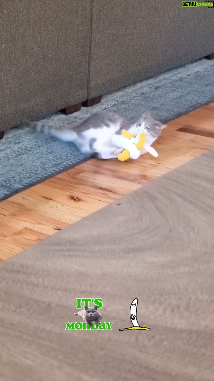 Kathleen Madigan - 1.3K Likes - Presenting the new PEELED bananaš±š
#monday #mondaymotivation #mondayvibes #babycat #cats #kathleenmadigan #madiganspubcast