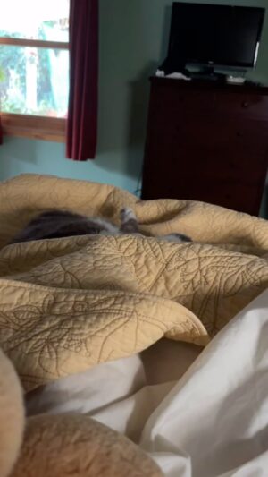 Kristin Bauer Instagram - Loshe goes in to a trance often. I almost always wake up to him trancing on the floor next to my bed. 🤷‍♀️
Oh Loshe!
#cat #tokoloshe #adoptdontshop