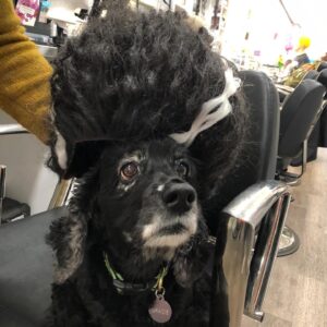 Lucy Davis Instagram - On Friday I had to say goodbye to the best being there is. She was nearly 17. Because of Gracie I learned what this feeling of unconditional love is. And now I need to somehow deal with the loss of her in my life. I don’t really know where to start in telling who she was, she gave me everything and asked for nothing.  I learned so much from her. For her whole life I always knew where she was at any given minute, and now I don’t. That’s one of the hardest parts for me. She was kind, generous, willful, funny, fabulously disobedient, very vocal, and so loving. She was my travel buddy, my playmate, my partner in crime, my love. God I was lucky. 
.
Thank you my girl. Fly free.🐾
.
Until we meet again💞
.
PHOTOS:
*with her mama 
*10 weeks old
*pretending to enjoy a bath
*in her pram/stroller which she loved
*she hated the rain but not as much as this raincoat
*with her grandma and grandad
*with grandma and her uncle Jake
*just looking at each other
*dying to get out the car for her walk
*trying on a wig in the ‘Sabrina’ make up/hair trailer
*her first flight
*hiking Gracie
*with her cousins Rocket and Bee
*Four Seasons lunch
*Gracie and Can
*a few extra
*flying Gracie
*always in motion even when sitting
*finding the sun
☀️