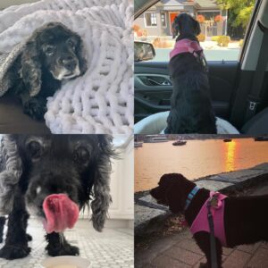 Lucy Davis Instagram - On Friday I had to say goodbye to the best being there is. She was nearly 17. Because of Gracie I learned what this feeling of unconditional love is. And now I need to somehow deal with the loss of her in my life. I don’t really know where to start in telling who she was, she gave me everything and asked for nothing.  I learned so much from her. For her whole life I always knew where she was at any given minute, and now I don’t. That’s one of the hardest parts for me. She was kind, generous, willful, funny, fabulously disobedient, very vocal, and so loving. She was my travel buddy, my playmate, my partner in crime, my love. God I was lucky. 
.
Thank you my girl. Fly free.🐾
.
Until we meet again💞
.
PHOTOS:
*with her mama 
*10 weeks old
*pretending to enjoy a bath
*in her pram/stroller which she loved
*she hated the rain but not as much as this raincoat
*with her grandma and grandad
*with grandma and her uncle Jake
*just looking at each other
*dying to get out the car for her walk
*trying on a wig in the ‘Sabrina’ make up/hair trailer
*her first flight
*hiking Gracie
*with her cousins Rocket and Bee
*Four Seasons lunch
*Gracie and Can
*a few extra
*flying Gracie
*always in motion even when sitting
*finding the sun
☀️