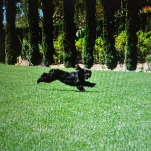 Lucy Davis Instagram - On Friday I had to say goodbye to the best being there is. She was nearly 17. Because of Gracie I learned what this feeling of unconditional love is. And now I need to somehow deal with the loss of her in my life. I don’t really know where to start in telling who she was, she gave me everything and asked for nothing.  I learned so much from her. For her whole life I always knew where she was at any given minute, and now I don’t. That’s one of the hardest parts for me. She was kind, generous, willful, funny, fabulously disobedient, very vocal, and so loving. She was my travel buddy, my playmate, my partner in crime, my love. God I was lucky. 
.
Thank you my girl. Fly free.🐾
.
Until we meet again💞
.
PHOTOS:
*with her mama 
*10 weeks old
*pretending to enjoy a bath
*in her pram/stroller which she loved
*she hated the rain but not as much as this raincoat
*with her grandma and grandad
*with grandma and her uncle Jake
*just looking at each other
*dying to get out the car for her walk
*trying on a wig in the ‘Sabrina’ make up/hair trailer
*her first flight
*hiking Gracie
*with her cousins Rocket and Bee
*Four Seasons lunch
*Gracie and Can
*a few extra
*flying Gracie
*always in motion even when sitting
*finding the sun
☀️