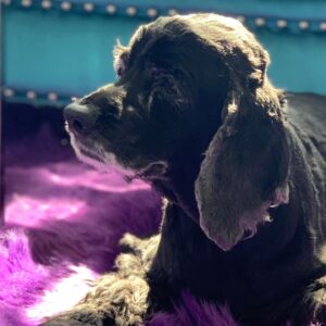 Lucy Davis Instagram - On Friday I had to say goodbye to the best being there is. She was nearly 17. Because of Gracie I learned what this feeling of unconditional love is. And now I need to somehow deal with the loss of her in my life. I don’t really know where to start in telling who she was, she gave me everything and asked for nothing.  I learned so much from her. For her whole life I always knew where she was at any given minute, and now I don’t. That’s one of the hardest parts for me. She was kind, generous, willful, funny, fabulously disobedient, very vocal, and so loving. She was my travel buddy, my playmate, my partner in crime, my love. God I was lucky. 
.
Thank you my girl. Fly free.🐾
.
Until we meet again💞
.
PHOTOS:
*with her mama 
*10 weeks old
*pretending to enjoy a bath
*in her pram/stroller which she loved
*she hated the rain but not as much as this raincoat
*with her grandma and grandad
*with grandma and her uncle Jake
*just looking at each other
*dying to get out the car for her walk
*trying on a wig in the ‘Sabrina’ make up/hair trailer
*her first flight
*hiking Gracie
*with her cousins Rocket and Bee
*Four Seasons lunch
*Gracie and Can
*a few extra
*flying Gracie
*always in motion even when sitting
*finding the sun
☀️