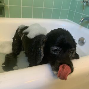 Lucy Davis Instagram - On Friday I had to say goodbye to the best being there is. She was nearly 17. Because of Gracie I learned what this feeling of unconditional love is. And now I need to somehow deal with the loss of her in my life. I don’t really know where to start in telling who she was, she gave me everything and asked for nothing.  I learned so much from her. For her whole life I always knew where she was at any given minute, and now I don’t. That’s one of the hardest parts for me. She was kind, generous, willful, funny, fabulously disobedient, very vocal, and so loving. She was my travel buddy, my playmate, my partner in crime, my love. God I was lucky. 
.
Thank you my girl. Fly free.🐾
.
Until we meet again💞
.
PHOTOS:
*with her mama 
*10 weeks old
*pretending to enjoy a bath
*in her pram/stroller which she loved
*she hated the rain but not as much as this raincoat
*with her grandma and grandad
*with grandma and her uncle Jake
*just looking at each other
*dying to get out the car for her walk
*trying on a wig in the ‘Sabrina’ make up/hair trailer
*her first flight
*hiking Gracie
*with her cousins Rocket and Bee
*Four Seasons lunch
*Gracie and Can
*a few extra
*flying Gracie
*always in motion even when sitting
*finding the sun
☀️