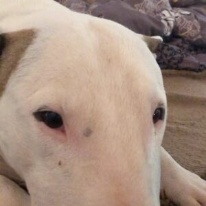 Mahulena Bočanová Instagram - Na vaše přání,pro radost,můj mluvící pes,bullterrier Umberto Bočan:)Kromě “máma” umí ještě tramvaj,dobré ráno,popokatepetl a podej buřta!🤣(ale dneska se mu nechtělo:) #bulterier #dog #doglover #bullterrier #bullterrierlovers #doglover