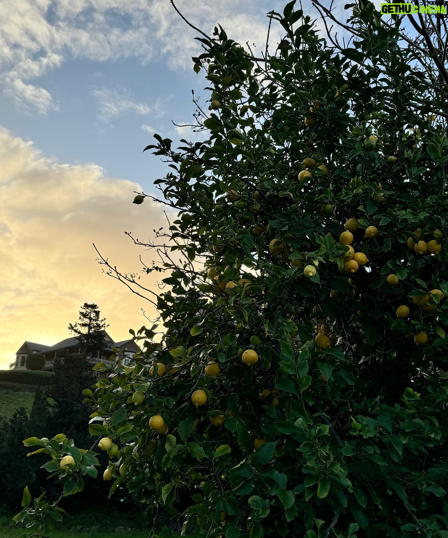 Meganne Young - 98.9K Likes - I want my own lemon tree 🍋 but since that probably won’t happen anytime soon, I’ll dream through our photos 😁 hello from Adelaide!! Here to celebrate the marriage of our inaanak - yes, mga ninong at ninang na kami sa kasal 😆 it was a full day of socializing and high energy - so in the last slide, Fofo took a picture of the state he found me in while I was recharging my social battery 🫣