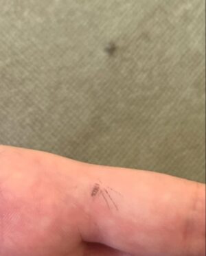 Micaela Wittman Instagram - Parrot bites