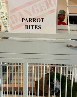 Micaela Wittman Instagram - Parrot bites
